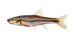 Little Blacknose Dace Mascot